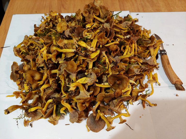Girolles grises Confrérie LE THIERS®